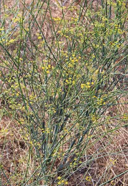 Anethum piperitum, Finocchio selvatico, Fenugu, Fenugu aresti, Finùju areste, Frenugu