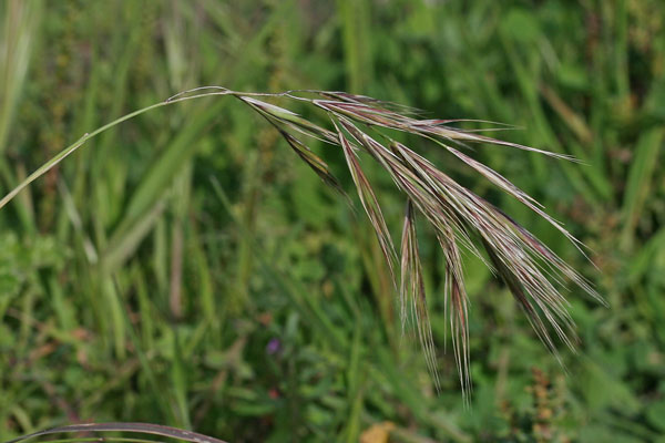 Anisantha madritensis, Anisanta di Madrid, Forasacco dei muri, Forasacco di Madrid, Cuscuscioni