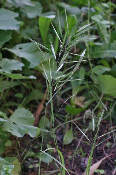 Anisantha madritensis, Anisanta di Madrid, Forasacco dei muri, Forasacco di Madrid, Cuscuscioni