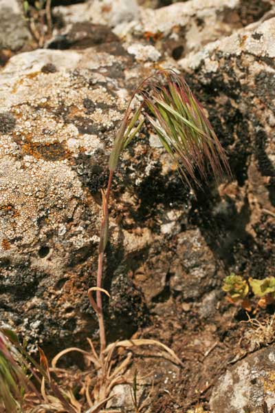 Anisantha tectorum, Forasacco dei tetti