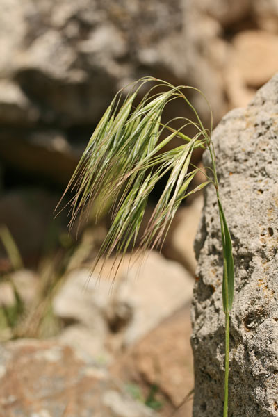 Anisantha tectorum, Forasacco dei tetti