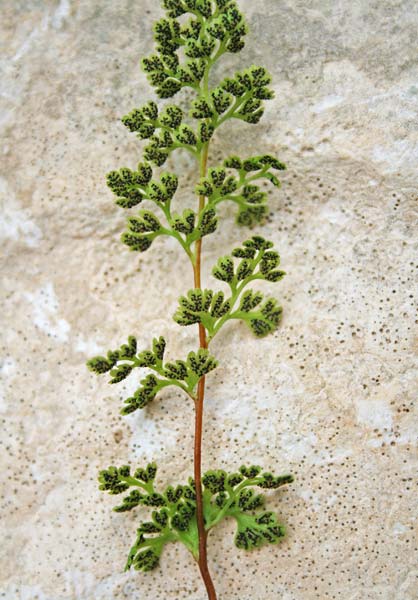 Anogramma leptophylla, Felcetta annuale