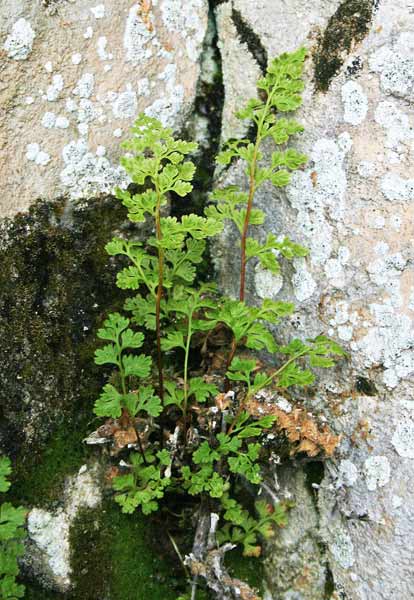 Anogramma leptophylla, Felcetta annuale