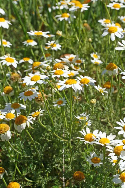 Anthemis arvensis, Antemide arvense, Antemide dei campi, Cabuniglia, Froris de dolor'e conca