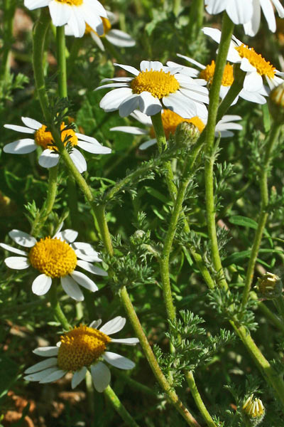 Anthemis arvensis, Antemide arvense, Antemide dei campi, Cabuniglia, Froris de dolor'e conca
