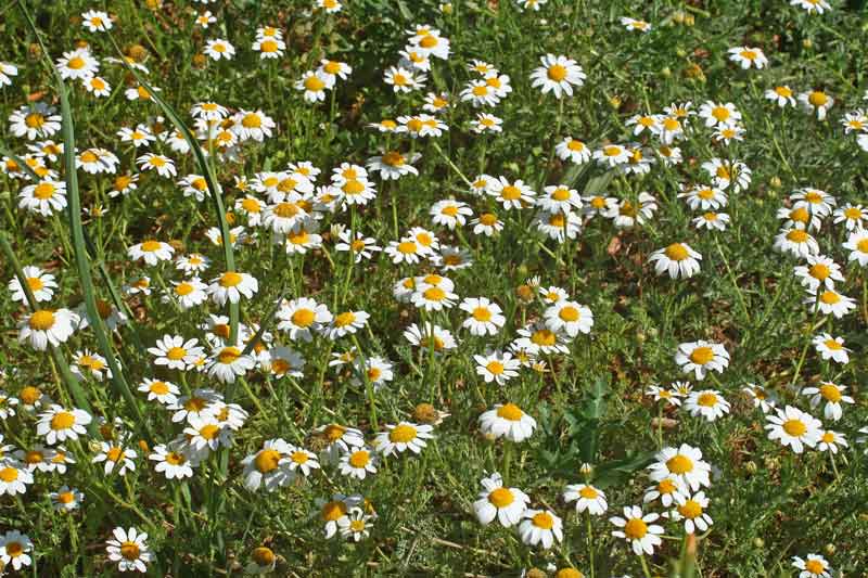 Anthemis arvensis, Antemide arvense, Antemide dei campi, Cabuniglia, Froris de dolor'e conca
