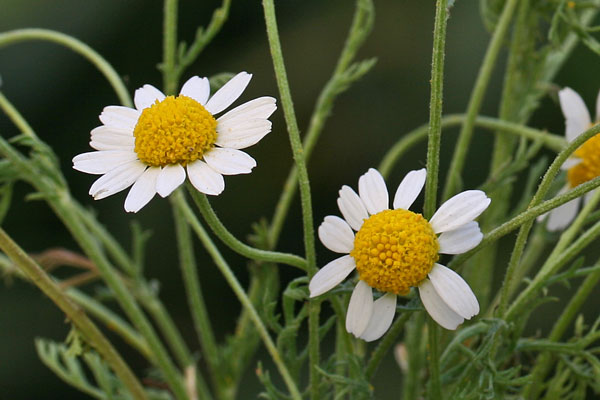 Anthemis cotula, Camomilla fetida, Camumilla aresta, Sitzia, Sitzia pudescia