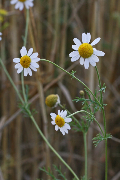 Anthemis cotula, Camomilla fetida, Camumilla aresta, Sitzia, Sitzia pudescia