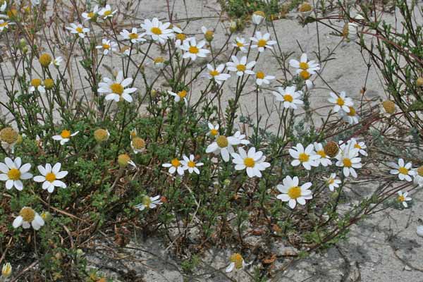 Anthemis maritima, Camomilla marittima, Concuda, Sitzia