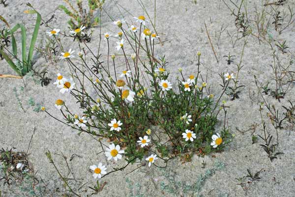 Anthemis maritima, Camomilla marittima, Concuda, Sitzia