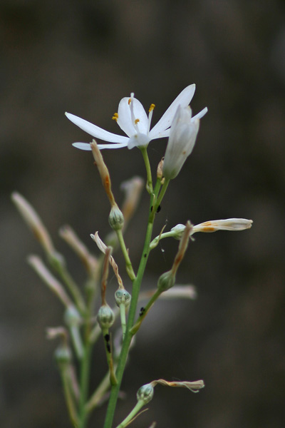 Anthericum liliago, Giglio di S. Bernardo, Lilioasfodelo maggiore