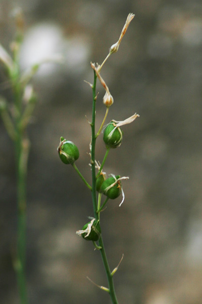 Anthericum liliago, Giglio di S. Bernardo, Lilioasfodelo maggiore