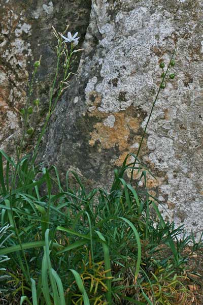 Anthericum liliago, Giglio di S. Bernardo, Lilioasfodelo maggiore