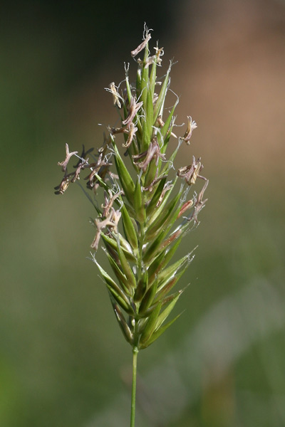 Anthoxanthum ovatum, Antoxanto ovato, Paleo minore