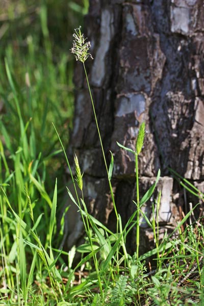 Anthoxanthum ovatum, Antoxanto ovato, Paleo minore