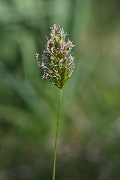 Anthoxanthum ovatum, Antoxanto ovato, Paleo minore