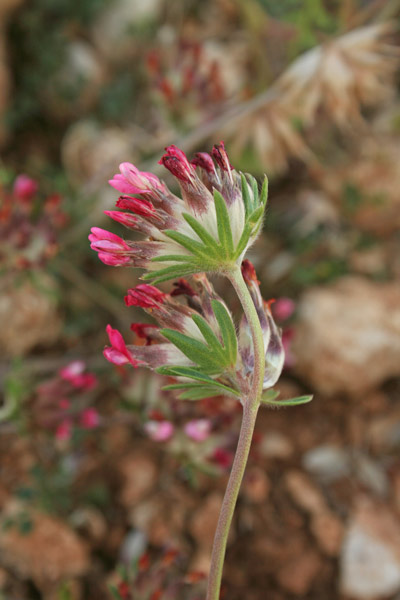 Anthyllis vulneraria subsp. rubiflora, Antillide, Vulneraria, Assudda burda, Fior d'angeli, Sudda burda