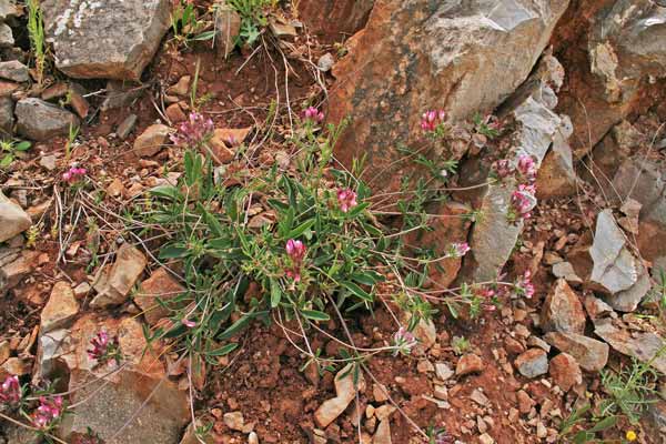 Anthyllis vulneraria subsp. rubiflora, Antillide, Vulneraria, Assudda burda, Fior d'angeli, Sudda burda