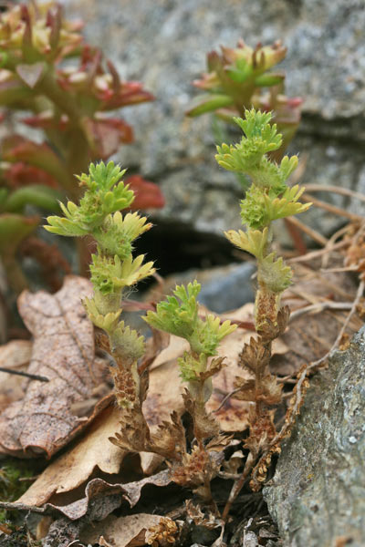 Aphanes floribunda, Ventaglina maggiore, Erba stella, Pei de leoni, Sisia