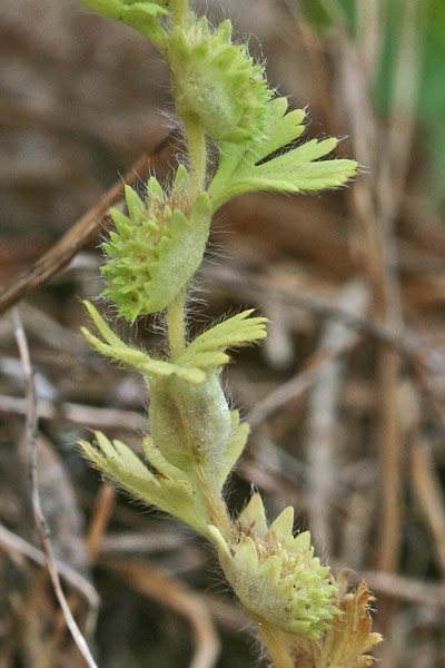 Aphanes floribunda, Ventaglina maggiore, Erba stella, Pei de leoni, Sisia