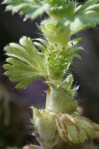 Aphanes floribunda, Ventaglina maggiore, Erba stella, Pei de leoni, Sisia