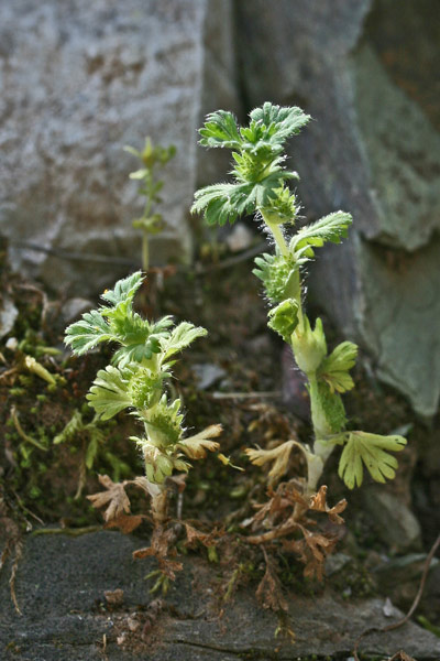 Aphanes floribunda, Ventaglina maggiore, Erba stella, Pei de leoni, Sisia