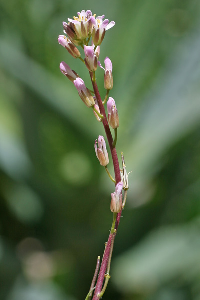 Arabis hirsuta, Arabetta cigliata, Arabetta irsuta