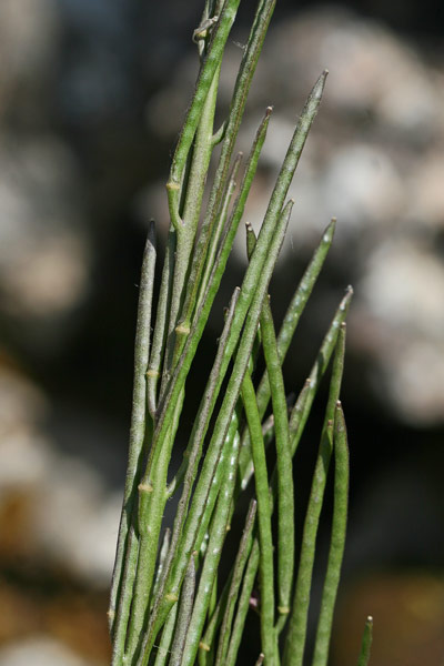 Arabis hirsuta, Arabetta cigliata, Arabetta irsuta