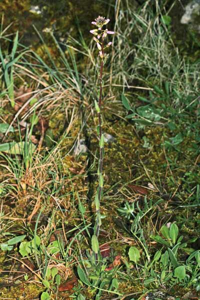 Arabis hirsuta, Arabetta cigliata, Arabetta irsuta