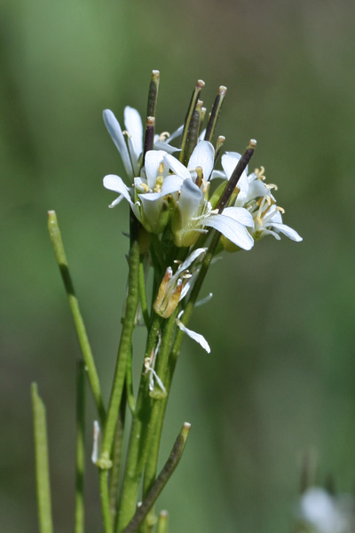 Arabis sagittata, Arabetta saettata