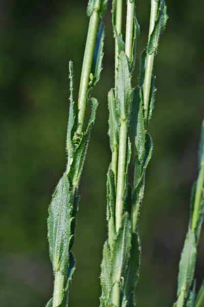 Arabis sagittata, Arabetta saettata