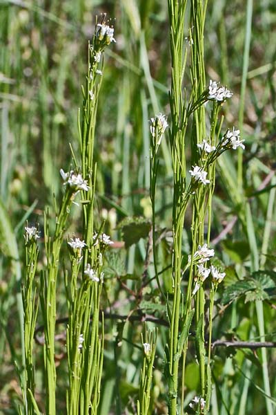 Arabis sagittata, Arabetta saettata