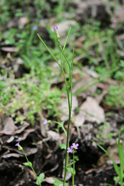 Arabis verna, Arabetta primaverile