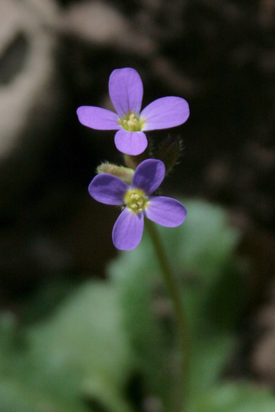 Arabis verna, Arabetta primaverile