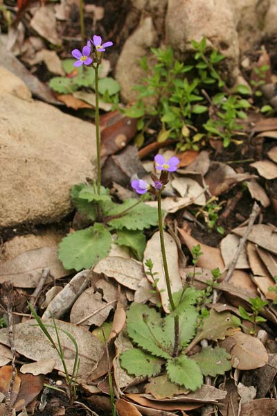 Arabis verna, Arabetta primaverile