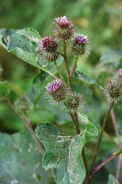 Arctium minus, Bardana minore, Attacca carzonis, Cuscusoni