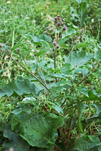 Arctium minus, Bardana minore, Attacca carzonis, Cuscusoni