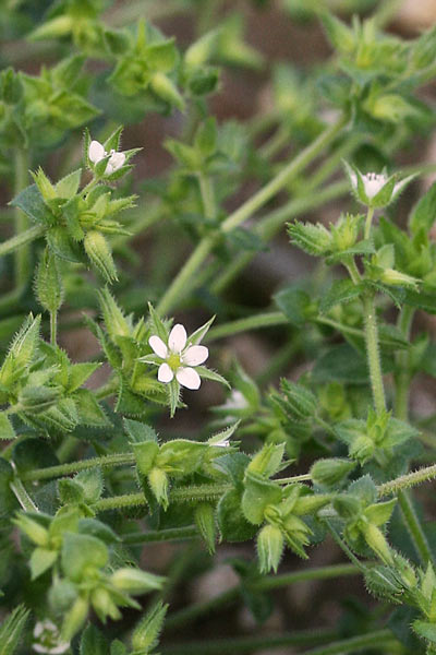 Arenaria leptoclados, Arenaria a rami brevi