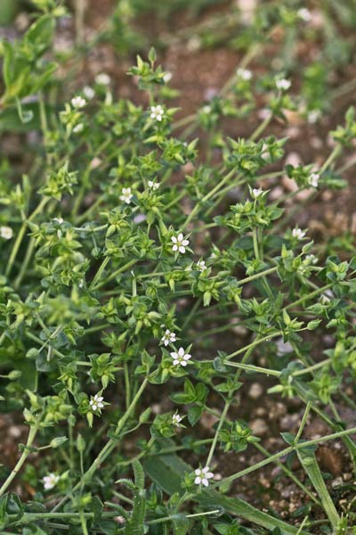 Arenaria leptoclados, Arenaria a rami brevi