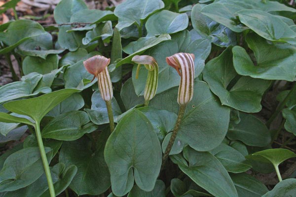 Arisarum vulgare, Arisaro, Gilico, Erba de pipas, Origa de lepuri