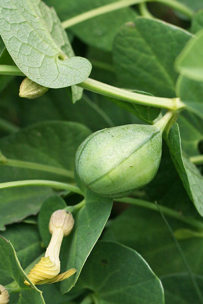 Aristolochia navicularis, Croccoriga burda, Para e mongia, Sindriedda burda