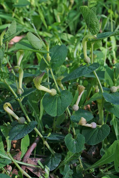 Aristolochia navicularis, Croccoriga burda, Para e mongia, Sindriedda burda