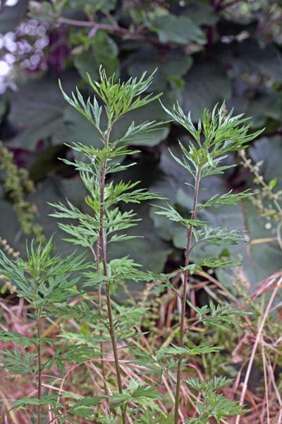 Artemisia verlotiorum, Assenzio dei fratelli Verlot, Artemisia dei fratelli Verlot