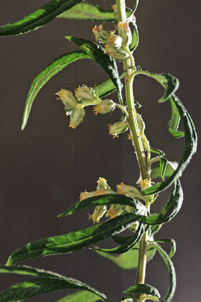 Artemisia verlotiorum, Assenzio dei fratelli Verlot, Artemisia dei fratelli Verlot