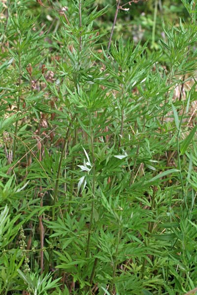 Artemisia verlotiorum, Assenzio dei fratelli Verlot, Artemisia dei fratelli Verlot