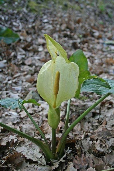 Arum italicum subsp. italicum, Erba biscia, Gigaro chiaro, Pan di serpe, Totorroiu, Varé de cucciu