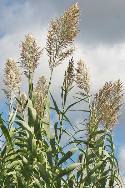 Arundo donax, Canna comune, Canna domestica, Canna gentile