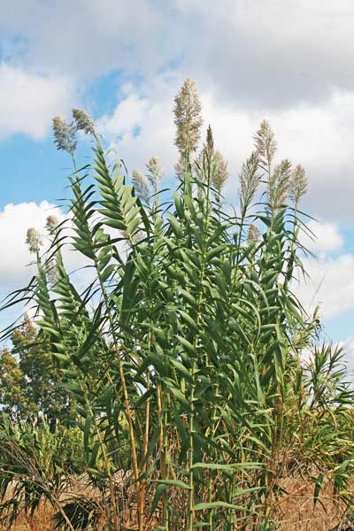 Arundo donax, Canna comune, Canna domestica, Canna gentile