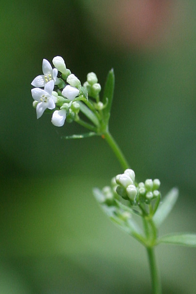 Asperula laevigata, Stellina esile