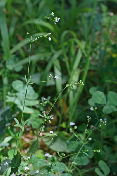 Asperula laevigata, Stellina esile